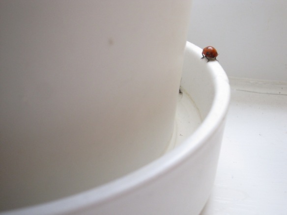 Ladybird in kitchen
